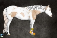 Horse Color:Chestnut Pearl Splash Tobiano Rabicano 