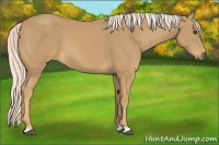 Horse Color:Palomino