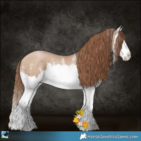 Horse Color:White Spotted Grullo Pearl Splash Rabicano 