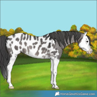 Horse Color:Platinum Brown Dun Sabino Splash Appaloosa 