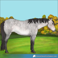Horse Color:Platinum Buckskin Roan 