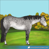 Horse Color:Platinum Buckskin Dun 