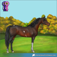 Horse Color:Brown Tobiano 