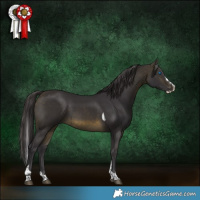 Horse Color:Buckskin Splash Tobiano