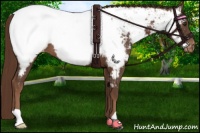 Horse Color:Liver Chestnut Appaloosa 