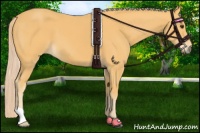 Horse Color:Palomino 