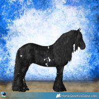 Horse Color:White Spotted Black Ice Rabicano