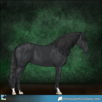 Horse Color:Black 