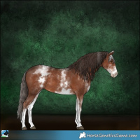 Horse Color:White Spotted Liver Chestnut Rabicano 