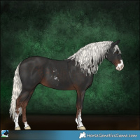 Horse Color:Liver Chestnut Mushroom Sabino 