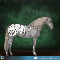 Horse Color:White Spotted Liver Chestnut Blanket 