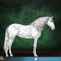 Horse Color:White Spotted Liver Chestnut Mushroom Sabino Appaloosa 
