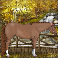 Horse Color:Red Roan 