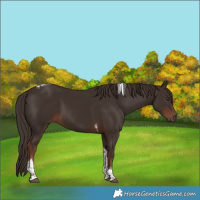 Horse Color:Liver Chestnut Tobiano 