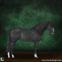 Horse Color:Black Sabino Rabicano