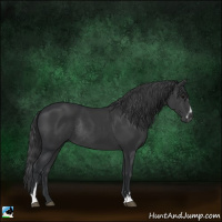 Horse Color:Black Sabino Rabicano 