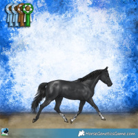 Horse Color:Black Mushroom Sabino Rabicano 