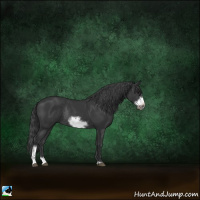 Horse Color:Black Sabino Frame Rabicano 