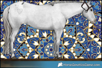 Horse Color:Black Appaloosa Rabicano 