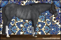 Horse Color:Black Appaloosa Rabicano