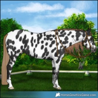 Horse Color:Liver Chestnut Appaloosa 