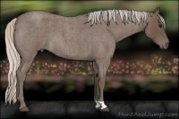 Horse Color:Silver Blue Roan 