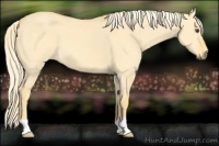 Horse Color:Palomino Dun 
