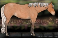 Horse Color:Silver Bay Roan 