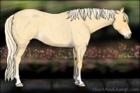 Horse Color:Palomino Roan 