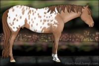 Horse Color:Bay Pearl Appaloosa 