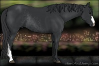 Horse Color:Black Rabicano