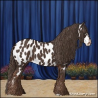 Horse Color:Liver Chestnut Appaloosa 
