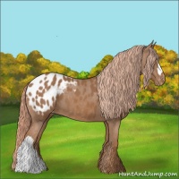 Horse Color:Chestnut Appaloosa 