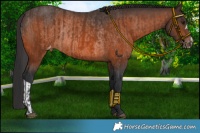 Horse Color:Brown Appaloosa Rabicano and Brown Appaloosa Rabicano