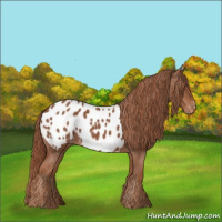 Horse Color:Chestnut Near Leopard 