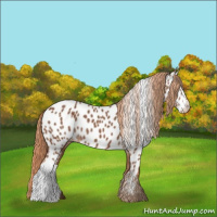 Horse Color:Chestnut Appaloosa 