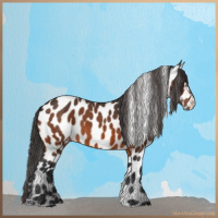 Horse Color:Bay Appaloosa
