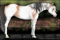 Horse Color:White Spotted Bay Roan