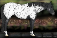 Horse Color:Black Appaloosa