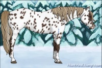 Horse Color:Liver Chestnut Tobiano Appaloosa 