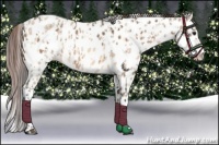 Horse Color:Brown Dun Near Leopard Rabicano  and Sable Champagne Dun Near Leopard Rabicano 