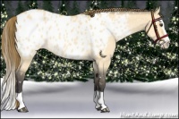 Horse Color:Buckskin Dun Splash Appaloosa 