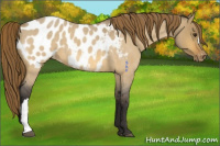 Horse Color:Buckskin Roan Dun Appaloosa 