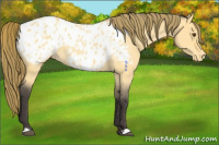 Horse Color:Buckskin Roan Dun Blanket 