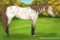 Horse Color:Buckskin Roan Dun Near Leopard 