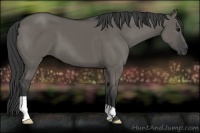 Horse Color:Grullo 