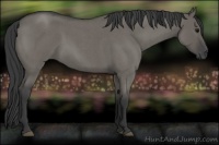Horse Color:Grullo Roan 