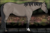 Horse Color:Grullo 