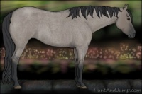 Horse Color:Grullo Roan