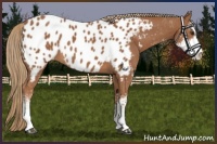 Horse Color:Chestnut Sabino Near Leopard 